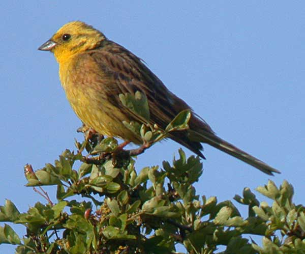 yellowhammer berksbirds co uk yellowhammer berksbirds co uk