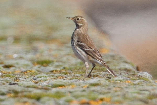 Water Pipit