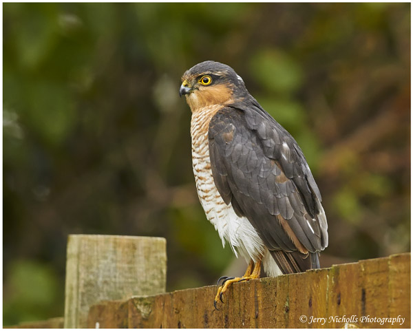 sparrowhawk berksbirds co uk sparrowhawk berksbirds co uk