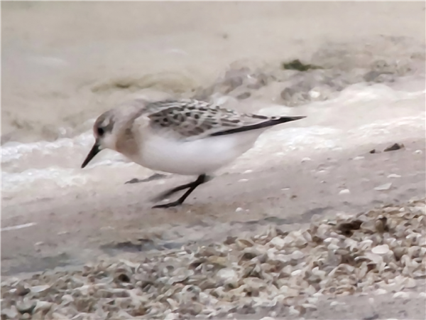 Sanderling Sanderling