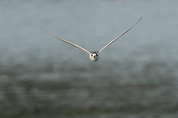 White-winged Black Tern White-winged Black Tern