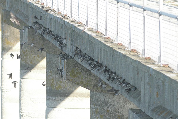 House Martin House Martin