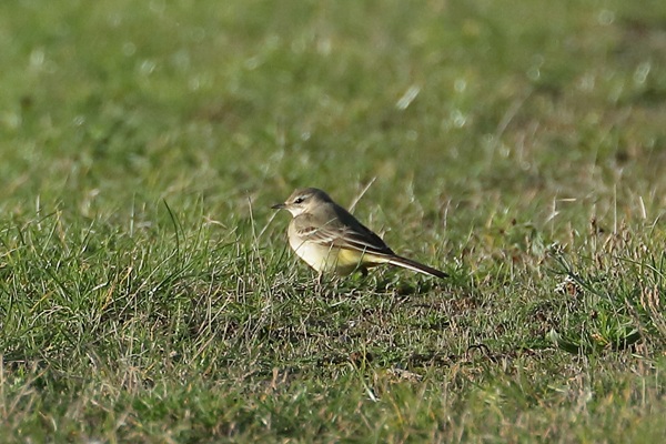 Yellow Wagtail, Queen Mother Reservoir, 27/10/2025 Photo of Yellow Wagtail at Queen Mother Reservoir, Berkshire. Taken by Andy Tomczynski on 27th October 2025.