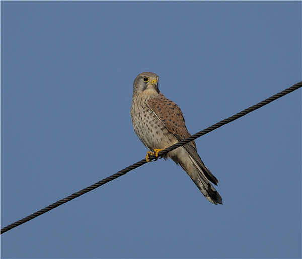Kestrel, Dinton Pastures CP, 29/11/2025 Photo of Kestrel at Dinton Pastures CP, Berkshire. Taken by Don Broadbridge on 29th November 2025.
