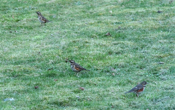 Redwing Redwing