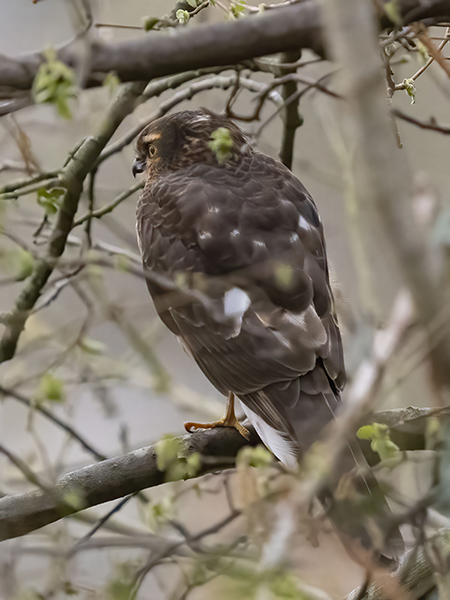 Sparrowhawk Sparrowhawk