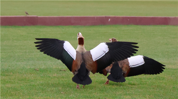 Egyptian Goose Egyptian Goose