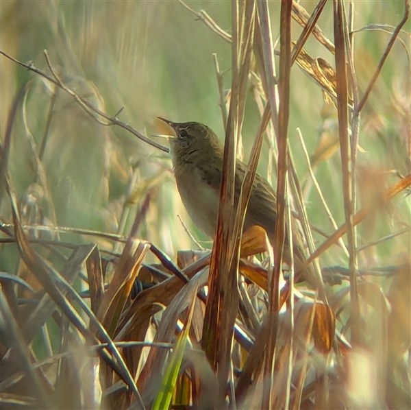 Grasshopper Warbler Grasshopper Warbler