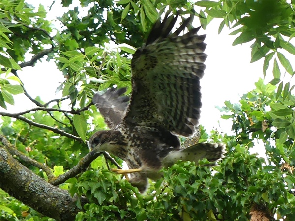 Buzzard Buzzard