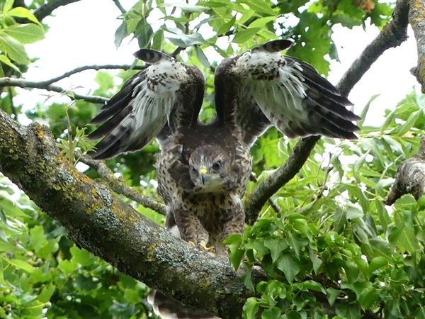 Buzzard Buzzard
