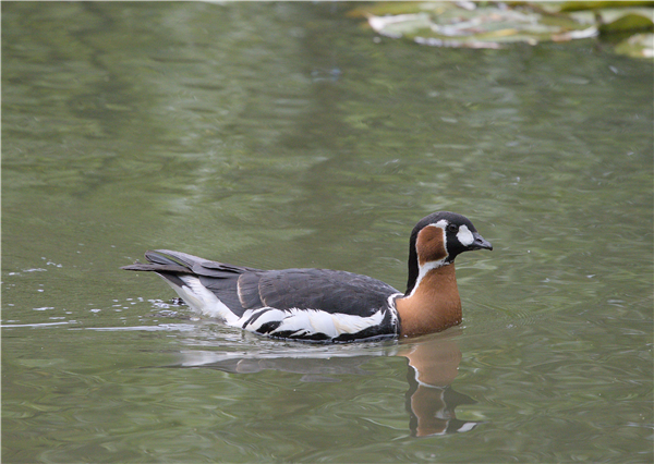 Red-breasted Goose Red-breasted Goose