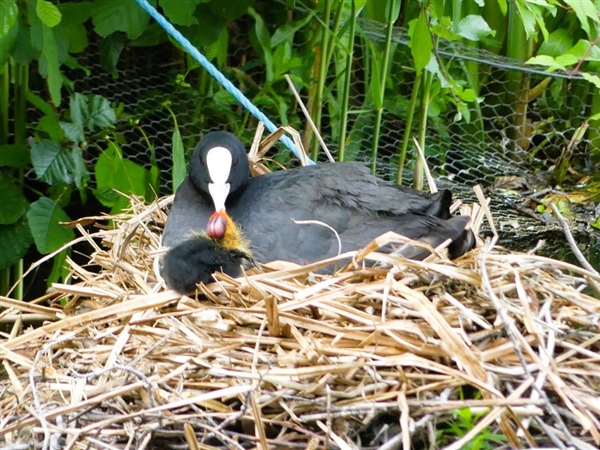 Coot Coot