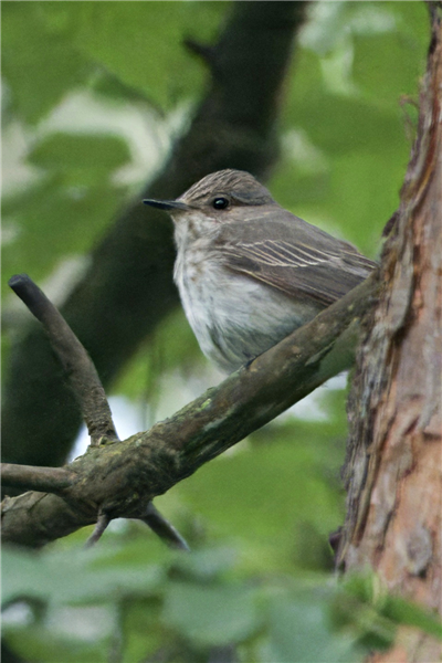 Spotted Flycatcher Spotted Flycatcher