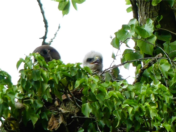Buzzard Buzzard