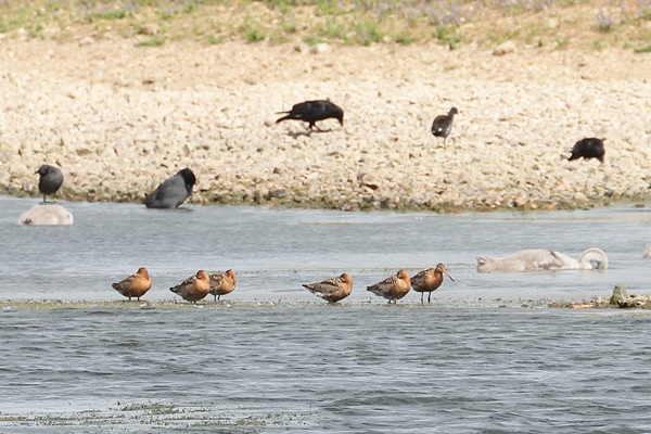 Black-tailed Godwit Black-tailed Godwit