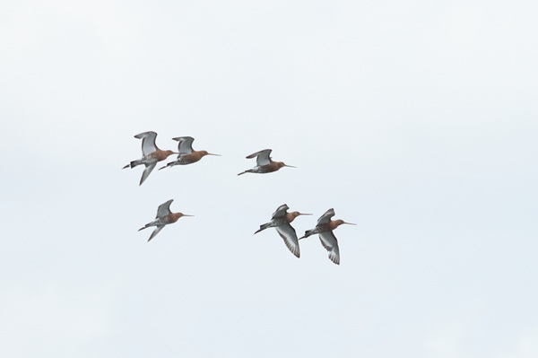 Black-tailed Godwit Black-tailed Godwit