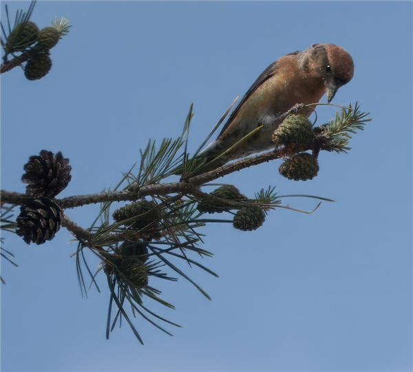 Crossbill, Roundoak Piece, 29/09/2025 Photo of Crossbill at Roundoak Piece, Berkshire. Taken by John Absolom on 29th September 2025.