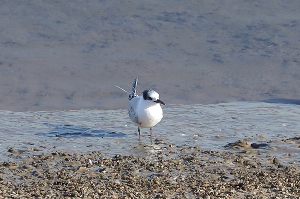 Sandwich Tern, Queen Mother Reservoir, 09/09/2025 Photo of Sandwich Tern at Queen Mother Reservoir, Berkshire. Taken by Andy Tomczynski on 9th September 2025.