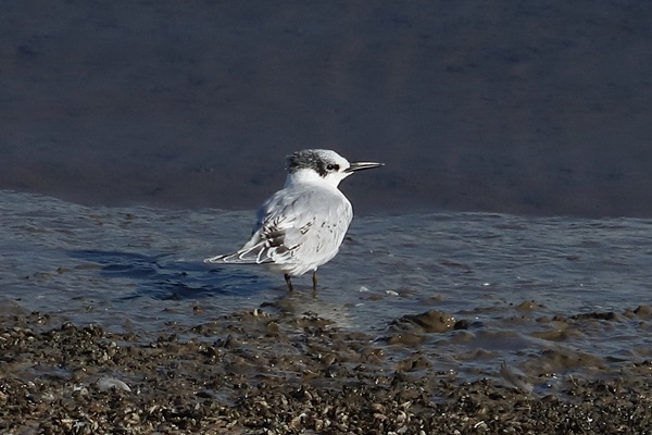 Sandwich Tern, Queen Mother Reservoir, 09/09/2025 Photo of Sandwich Tern at Queen Mother Reservoir, Berkshire. Taken by Andy Tomczynski on 9th September 2025.