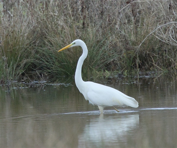 Great White Egret, New workings, Moor Green Lakes, 25/01/2026 Photo of Great White Egret at New workings, Moor Green Lakes, Berkshire. Taken by Don Broadbridge on 25th January 2026.