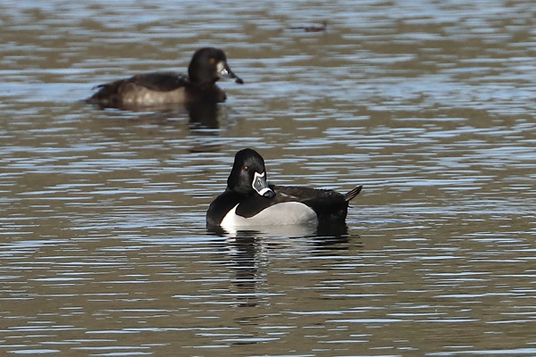 Ring-necked Duck, Grove Lake, Moor Green Lakes, 24/02/2026 Photo of Ring-necked Duck at Grove Lake, Moor Green Lakes, Berkshire. Taken by Andy Tomczynski on 24th February 2026.