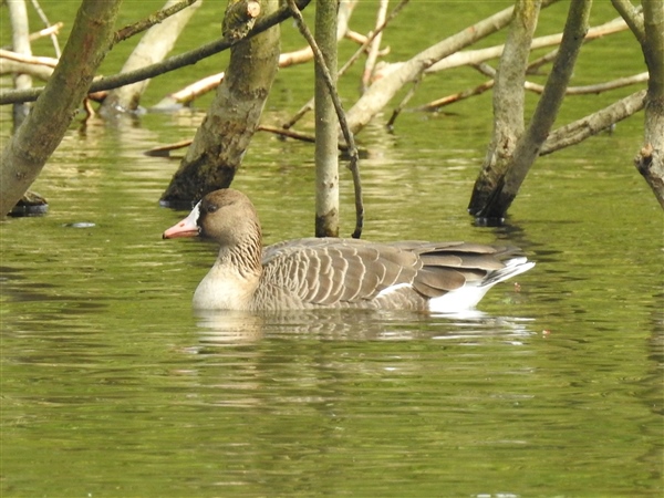 White-fronted Goose, Cliveden, 26/04/2026 Photo of White-fronted Goose at Cliveden, Berkshire. Taken by Adam Bassett on 26th April 2026.