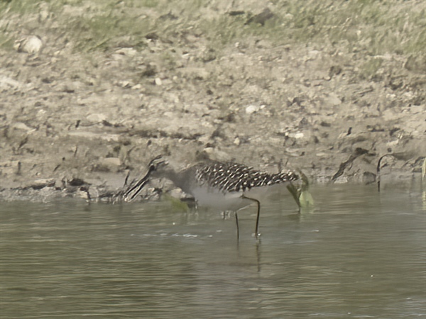 Wood Sandpiper, Sulhamstead Abbots, 29/04/2026 Photo of Wood Sandpiper at Sulhamstead Abbots, Berkshire. Taken by Mike Smith on 29th April 2026.