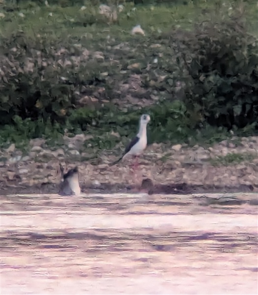 Black-winged Stilt, Main Pit, Theale GPs, 01/05/2026 Photo of Black-winged Stilt at Main Pit, Theale GPs, Berkshire. Taken by Peter Driver on 1st May 2026.