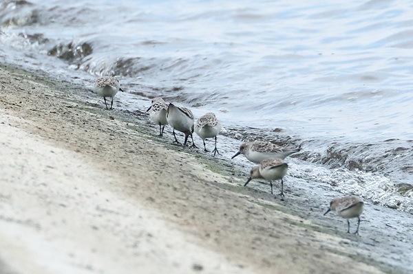Sanderling, Queen Mother Reservoir, 08/05/2026 Photo of Sanderling at Queen Mother Reservoir, Berkshire. Taken by Andy Tomczynski on 8th May 2026.