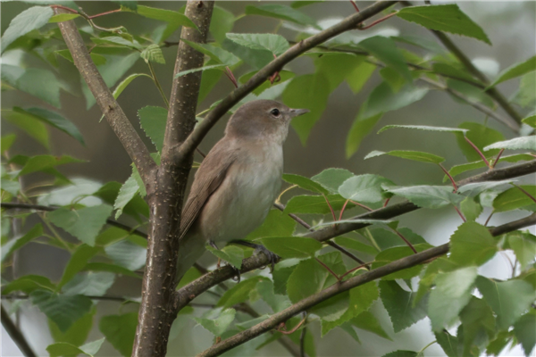 Garden Warbler, Roundoak Piece, 16/05/2026 Photo of Garden Warbler at Roundoak Piece, Berkshire. Taken by John Absolom on 16th May 2026.