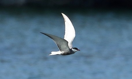 Whiskered Tern, Rowneys Predator Lake, Woolhampton GPs, 22/05/2026 Photo of Whiskered Tern at Rowneys Predator Lake, Woolhampton GPs, Berkshire. Taken by Andy Tomczynski on 22nd May 2026.