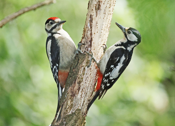 Great Spotted Woodpecker, Lavell's Lake, Dinton Pastures CP, 30/05/2026 Photo of Great Spotted Woodpecker at Lavell's Lake, Dinton Pastures CP, Berkshire. Taken by Terry Walker on 30th May 2026.