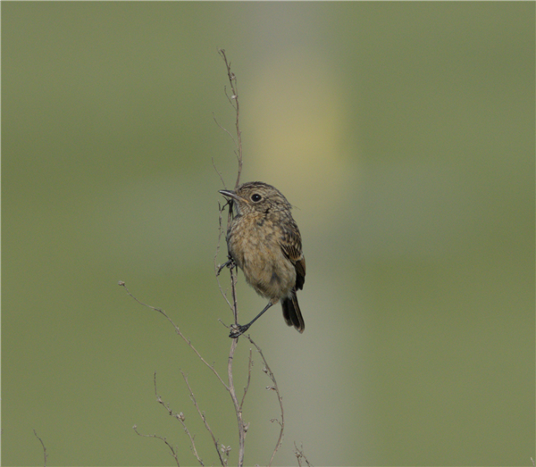 Stonechat, Compton Downs, 13/06/2026 Photo of Stonechat at Compton Downs, Berkshire. Taken by Don Broadbridge on 13th June 2026.
