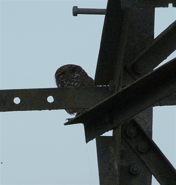Little Owl, Hurst, 17/06/2026 Photo of Little Owl at Hurst, Berkshire. Taken by Don Broadbridge on 17th June 2026.