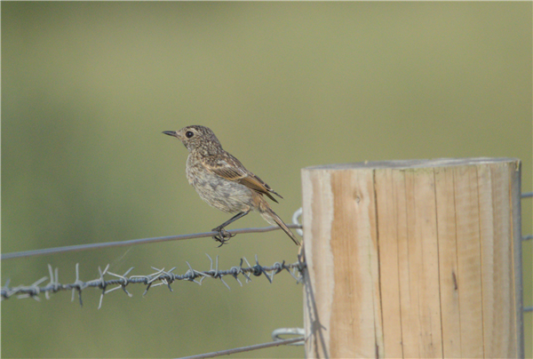 Stonechat, New workings, Moor Green Lakes, 27/06/2026 Photo of Stonechat at New workings, Moor Green Lakes, Berkshire. Taken by Don Broadbridge on 27th June 2026.