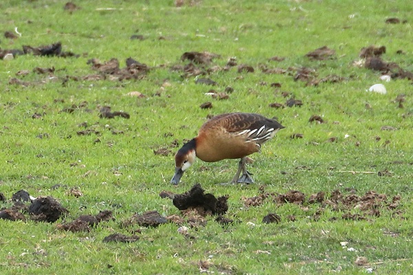 Wandering Whistling Duck, Sulhamstead Abbots, 13/05/2026 Photo of Wandering Whistling Duck at Sulhamstead Abbots, Berkshire. Taken by Andy Tomczynski on 13th May 2026.