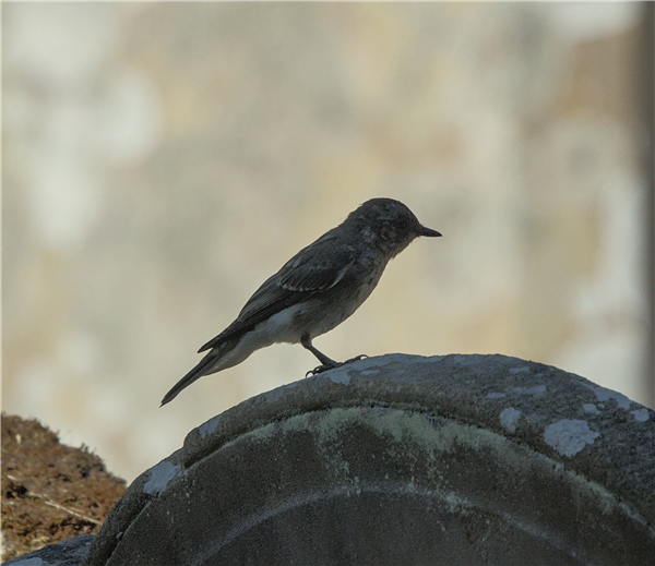 Spotted Flycatcher, Swallowfield Church, 29/07/2026 Photo of Spotted Flycatcher at Swallowfield Church, Berkshire. Taken by Don Broadbridge on 29th July 2026.