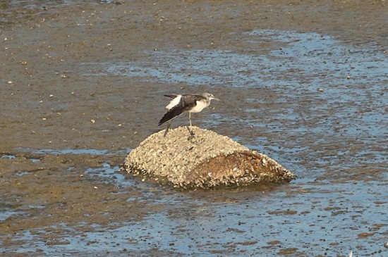 Greenshank, Queen Mother Reservoir, 17/08/2026 Photo of Greenshank at Queen Mother Reservoir, Berkshire. Taken by Andy Tomczynski on 17th August 2026.