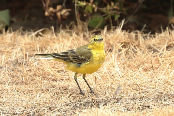 Yellow Wagtail, Emmer Green, 17/08/2026 Photo of Yellow Wagtail at Emmer Green, Berkshire. Taken by Andy Tomczynski on 17th August 2026.
