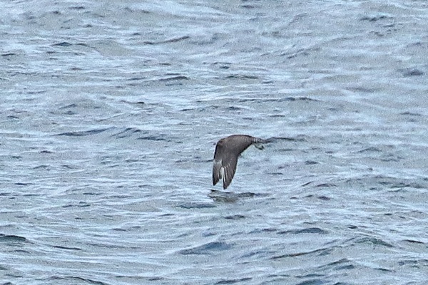 Long-tailed Skua, Queen Mother Reservoir, 30/08/2026 Photo of Long-tailed Skua at Queen Mother Reservoir, Berkshire. Taken by Andy Tomczynski on 30th August 2026.