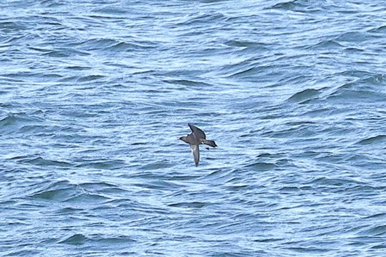 Long-tailed Skua, Queen Mother Reservoir, 30/08/2026 Photo of Long-tailed Skua at Queen Mother Reservoir, Berkshire. Taken by Andy Tomczynski on 30th August 2026.