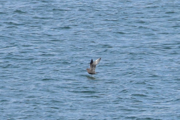 Long-tailed Skua, Queen Mother Reservoir, 30/08/2026 Photo of Long-tailed Skua at Queen Mother Reservoir, Berkshire. Taken by Andy Tomczynski on 30th August 2026.