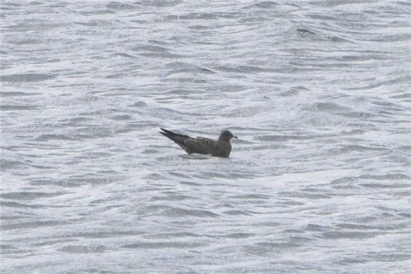 Long-tailed Skua, Queen Mother Reservoir, 31/08/2026 Photo of Long-tailed Skua at Queen Mother Reservoir, Berkshire. Taken by Marek Walford on 31st August 2026.