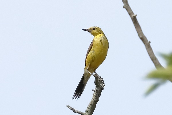 Yellow Wagtail, Compton Downs, 24/07/2026 Photo of Yellow Wagtail at Compton Downs, Berkshire. Taken by Andy Tomczynski on 24th July 2026.