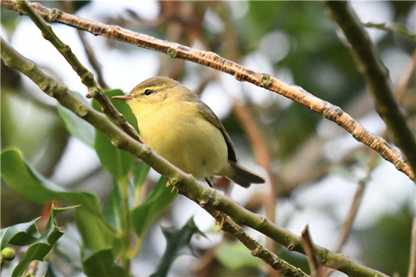 Willow Warbler, Lower Caversham, 02/09/2026 Photo of Willow Warbler at Lower Caversham, Berkshire. Taken by Richard Sajdak on 2nd September 2026.