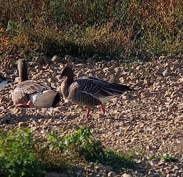 Pink-footed Goose, Lea Farm Lake, 26/09/2026 Pink-footed Goose at Lea Farm Lake, Berkshire. Photographed by Fraser Cottington on 26th September 2026.