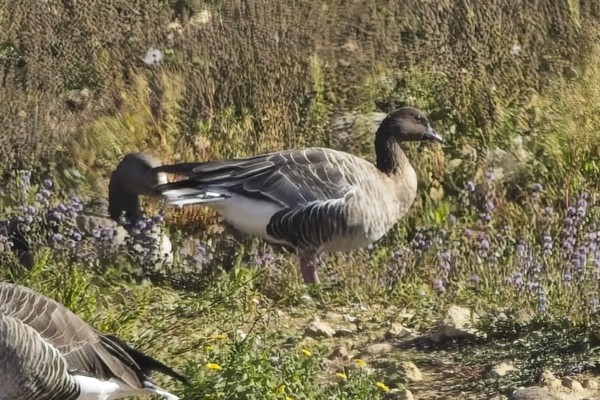Pink-footed Goose, Lea Farm Lake, 26/09/2026 Pink-footed Goose at Lea Farm Lake, Berkshire. Photographed by Marek Walford on 26th September 2026.