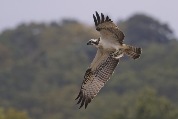 Osprey, Moor Green Lakes, 27/09/2026 Osprey at Moor Green Lakes, Berkshire. Photographed by Marek Walford on 27th September 2026.