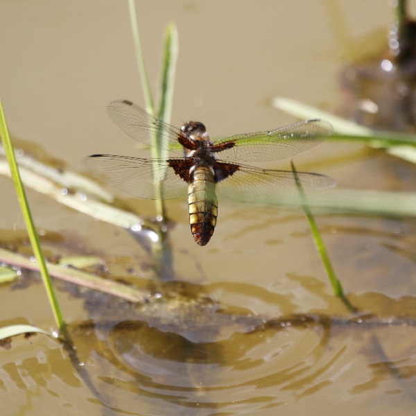 Broad-bodied Chaser (female) laying eggs - Rook's Nest Country Park Broad-bodied Chaser (female) laying eggs - Rook's Nest Country Park