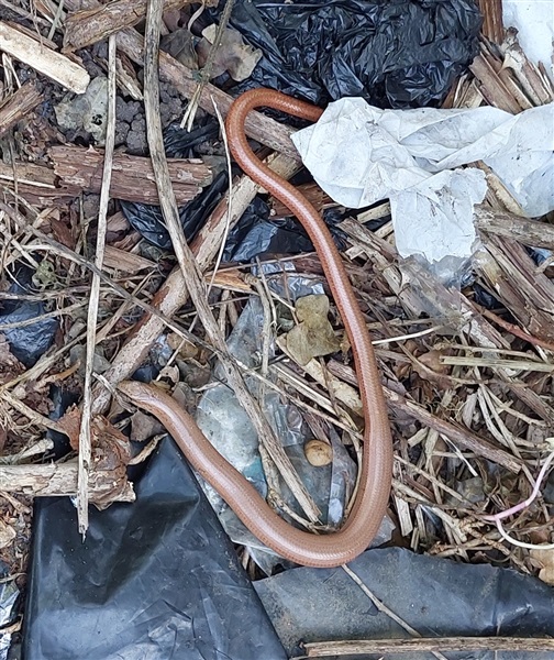 Slow worm (amongst litter!) , 24/09/2025 Slow worm (amongst litter!) , 24/09/2025.